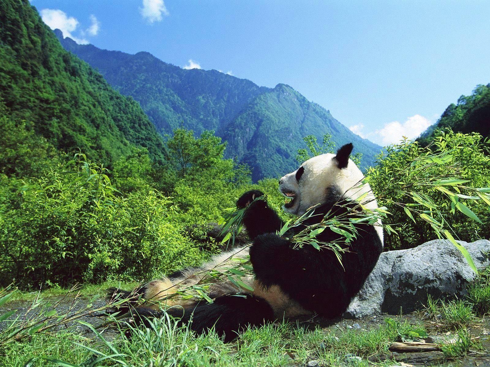1600x1200 Pandas Eating Bamboo Wallpaper. Animal HD Wallpaper. Panda habitat, Panda bear, Giant panda