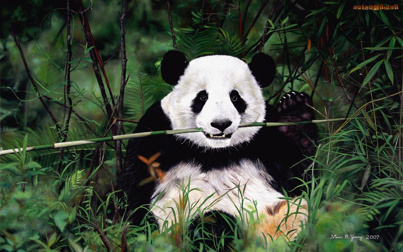 Panda Eating Wallpapers Top Free Panda Eating Backgrounds Panda Eating Wallpapers Top Free Panda Eating Backgrounds