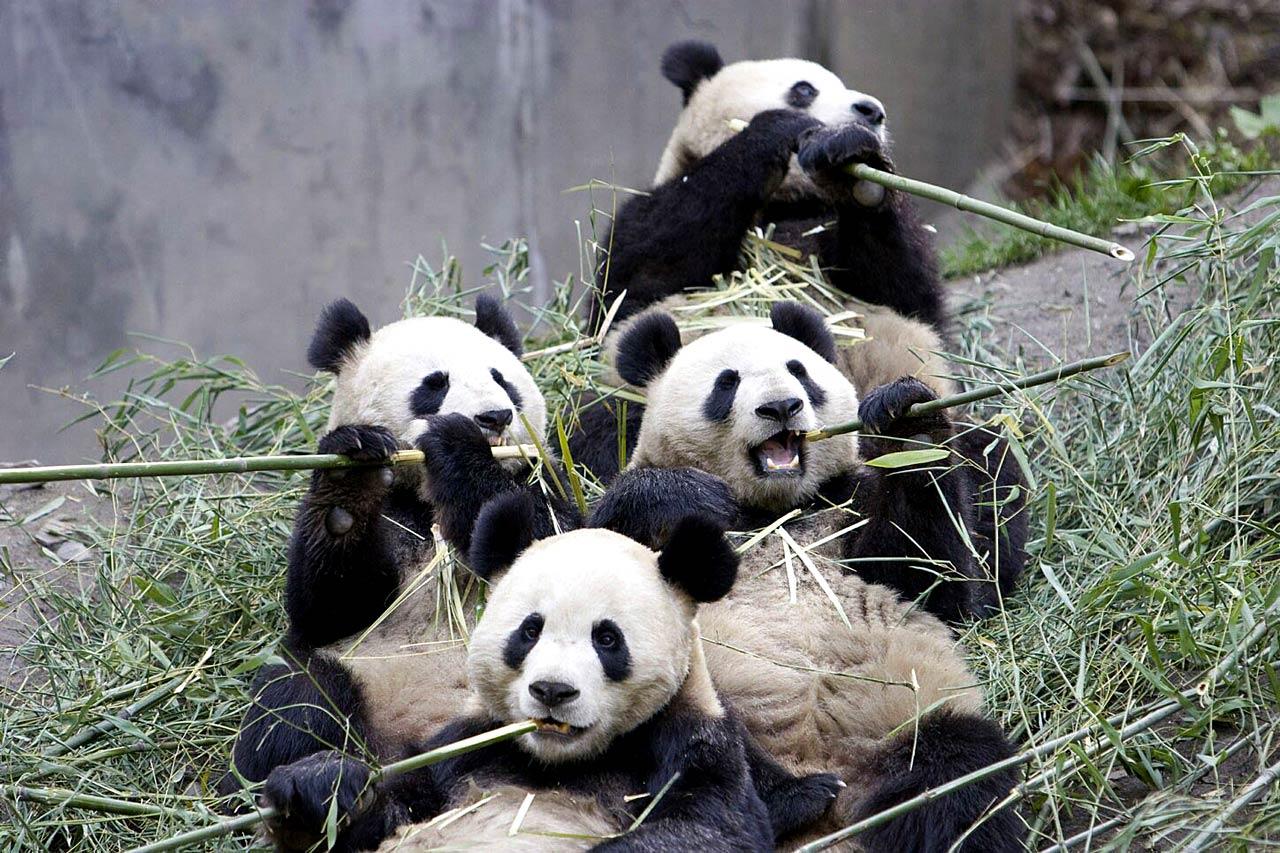 1280x853 Free Giant Panda Wallpaper Download Eating Sugar Cane Wallpaper & Background Download