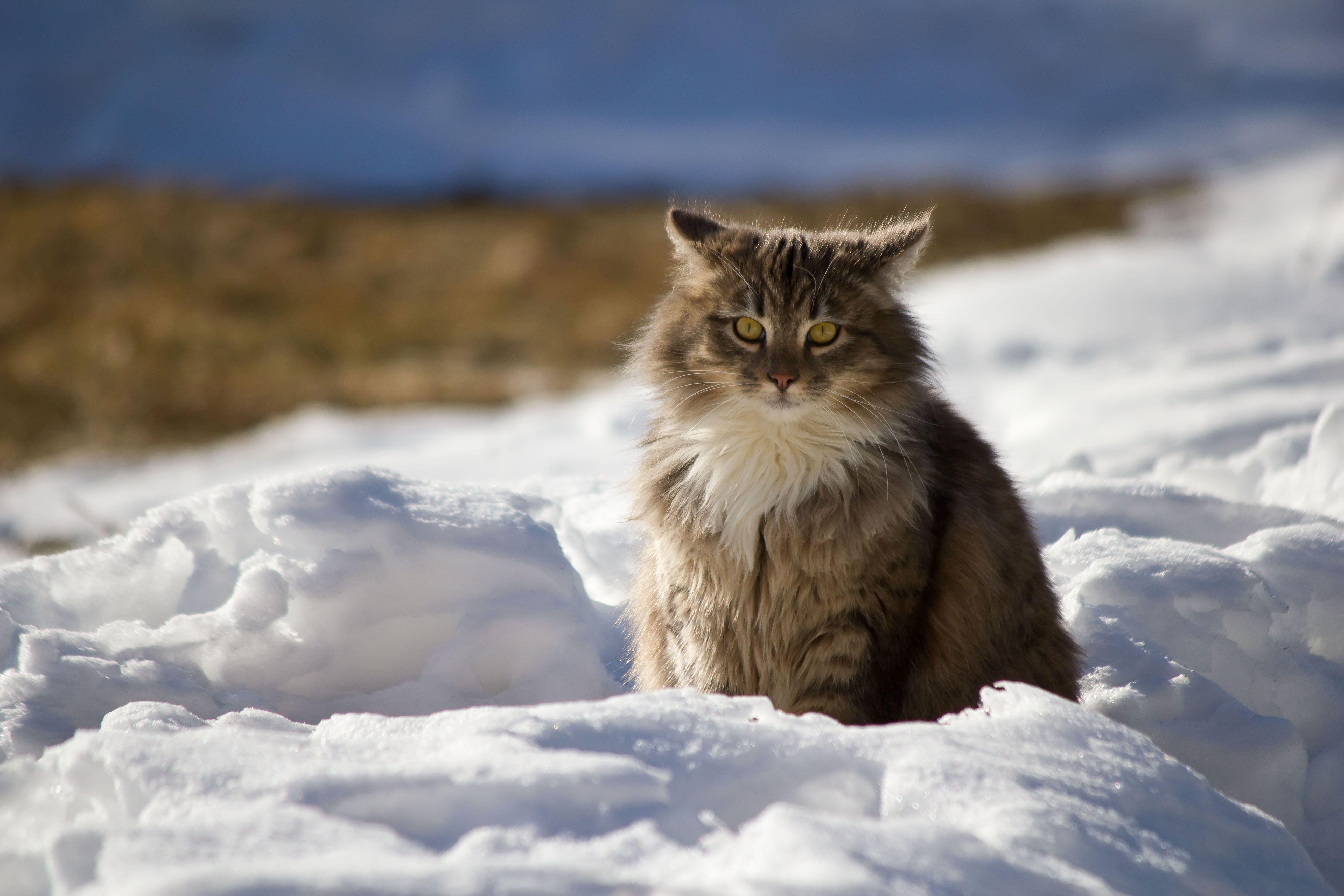 5184x3456 Maine Coon sitting snow winter cat wallpaperx3456