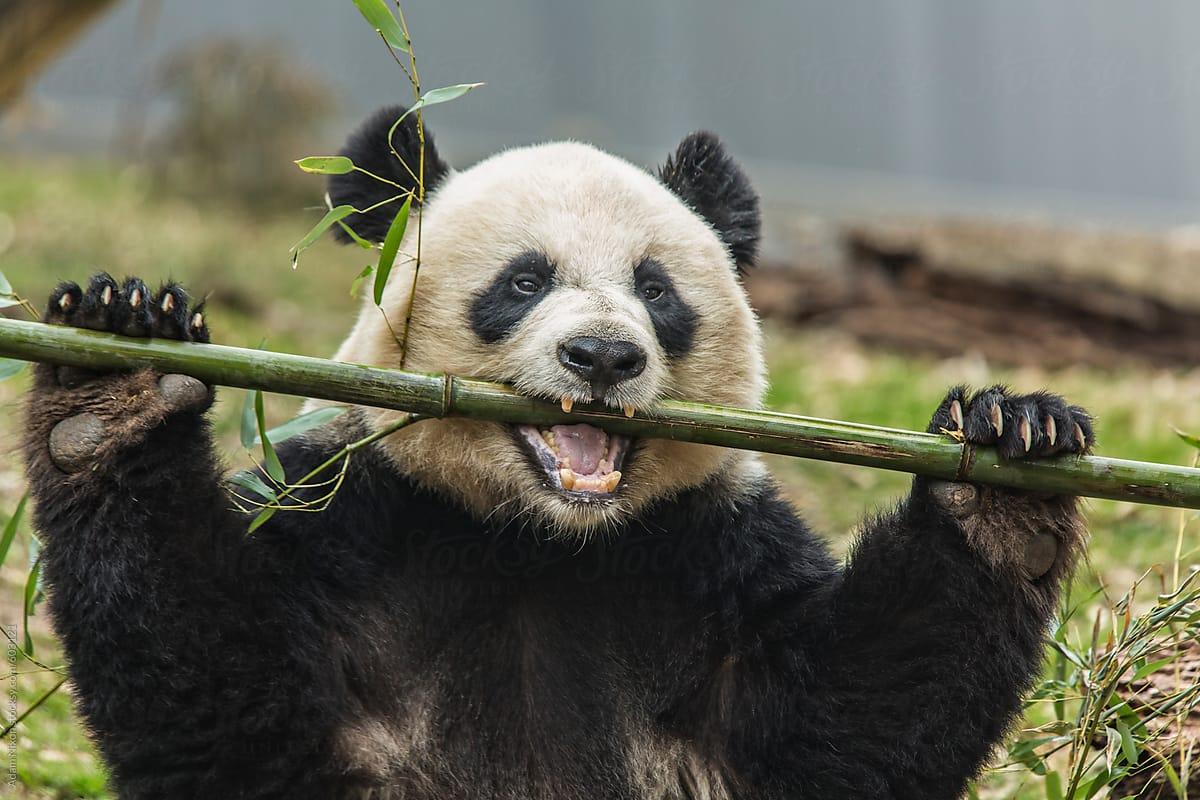 Panda Eating Wallpapers Top Free Panda Eating Backgrounds Panda Eating Wallpapers Top Free Panda Eating Backgrounds