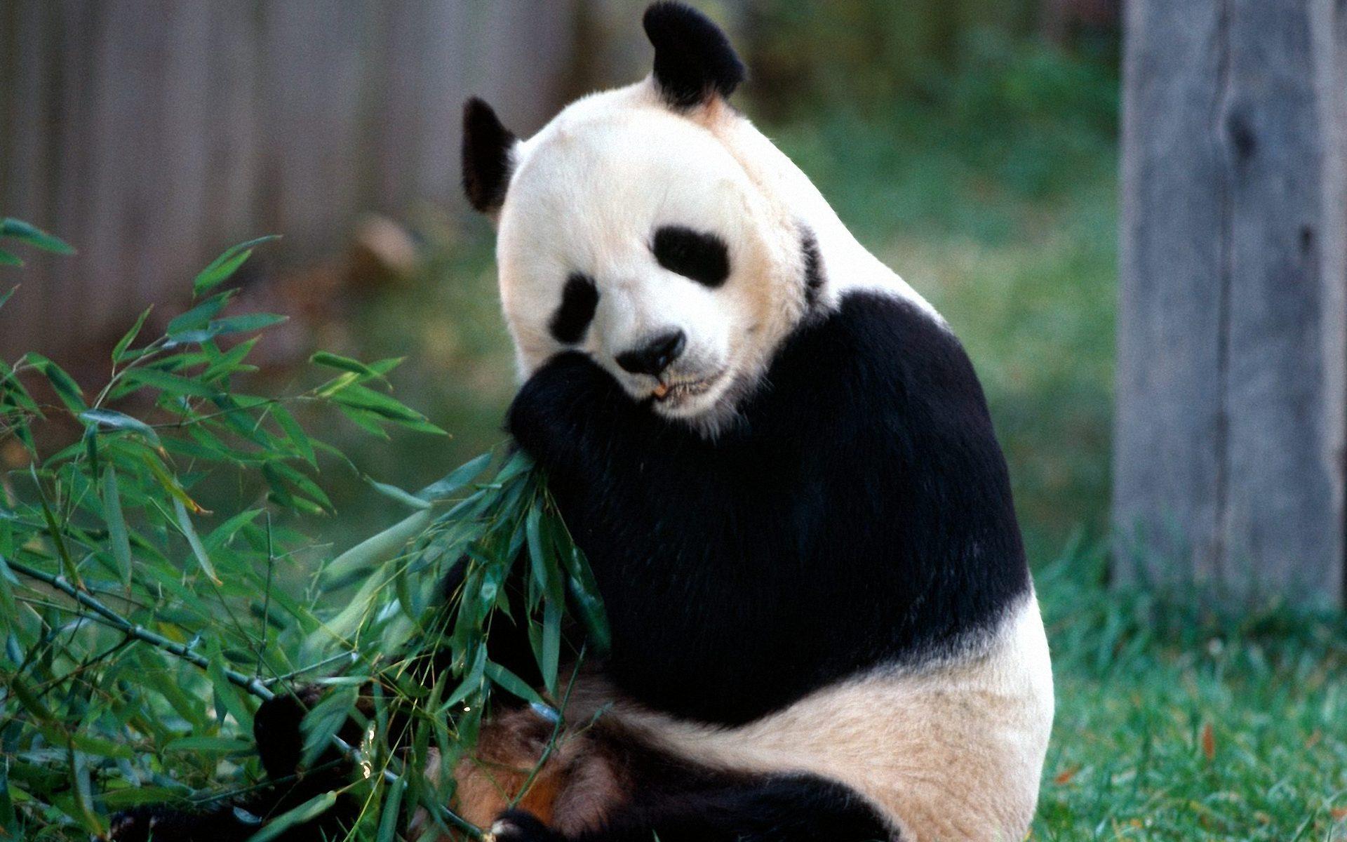 1920x1200 Panda Eating Wallpaper