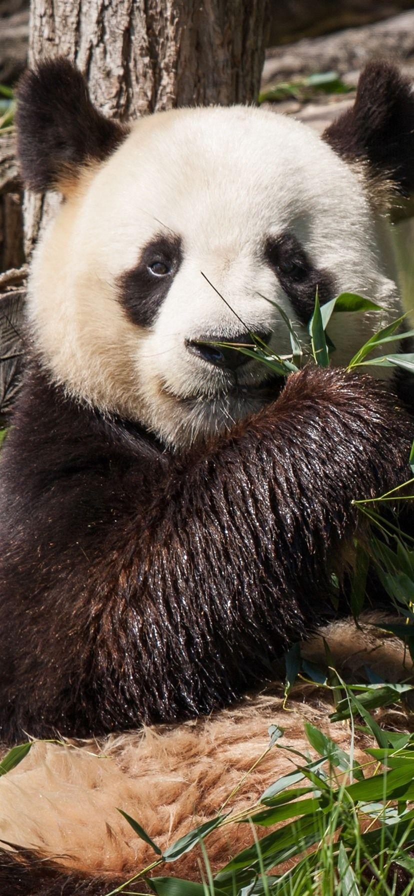 828x1792 Panda Eat Bamboo 1080x1920 IPhone 8 7 6 6S Plus Wallpaper, Background, Picture, Image