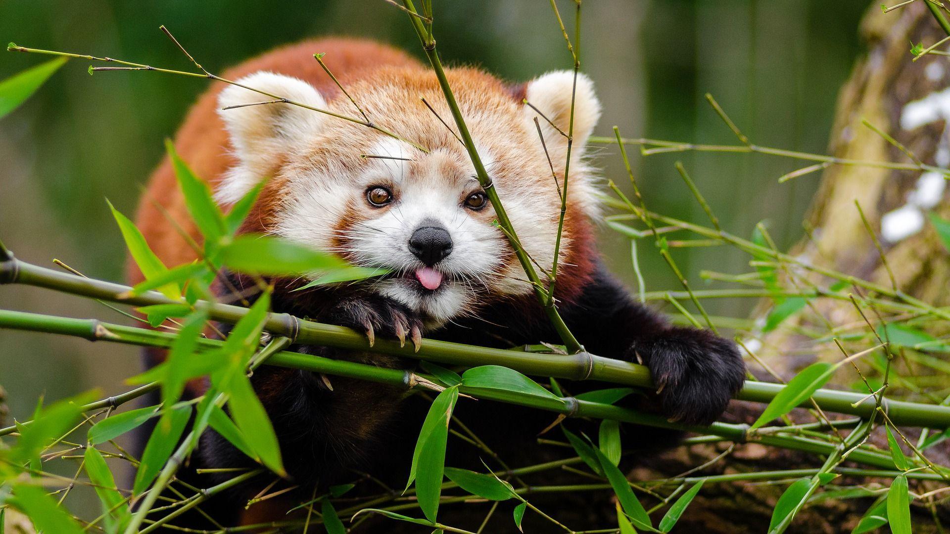 1920x1080 Red Pandas Eating Bamboo HD Wallpaper