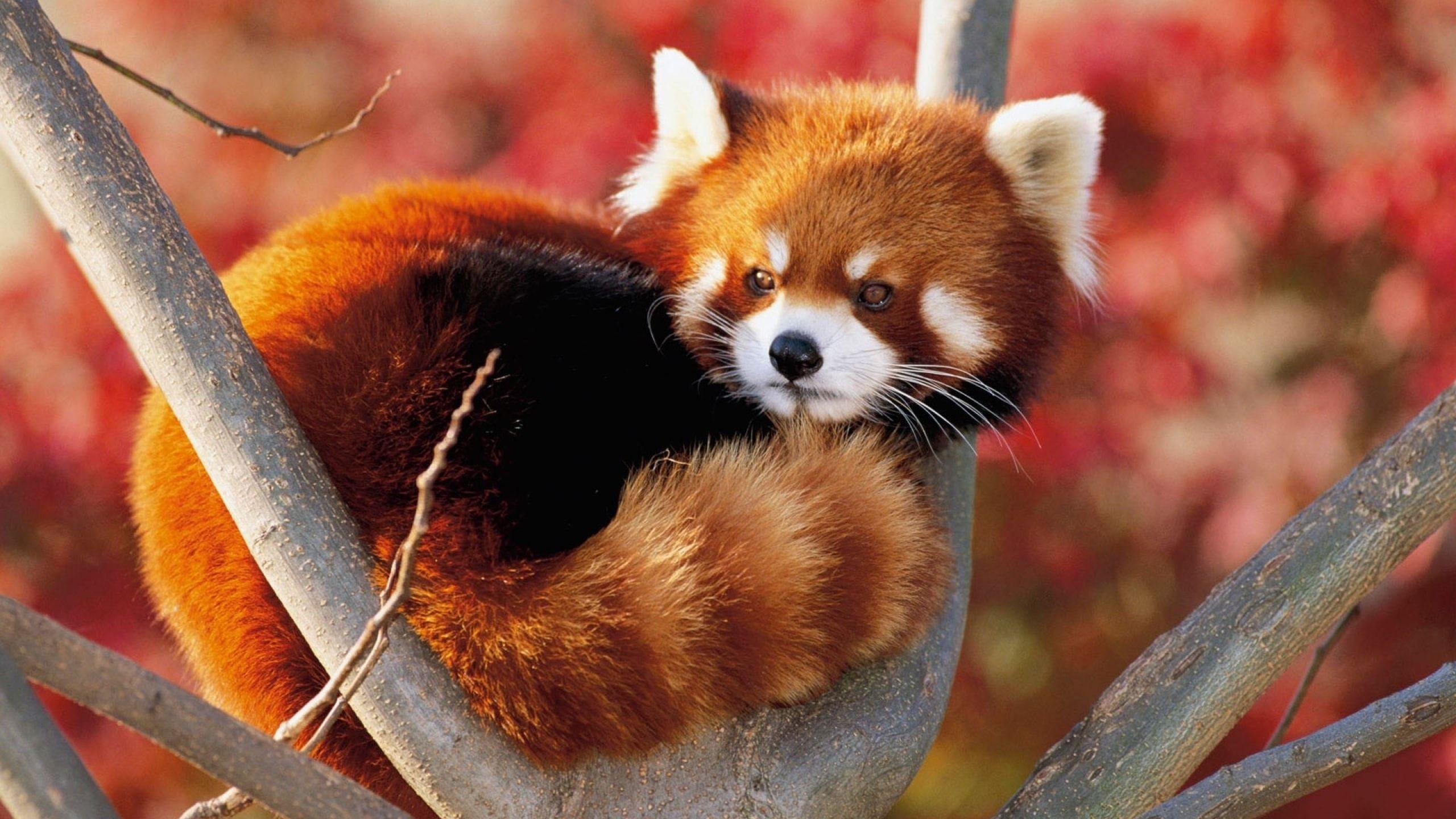 2560x1440 Red panda HD