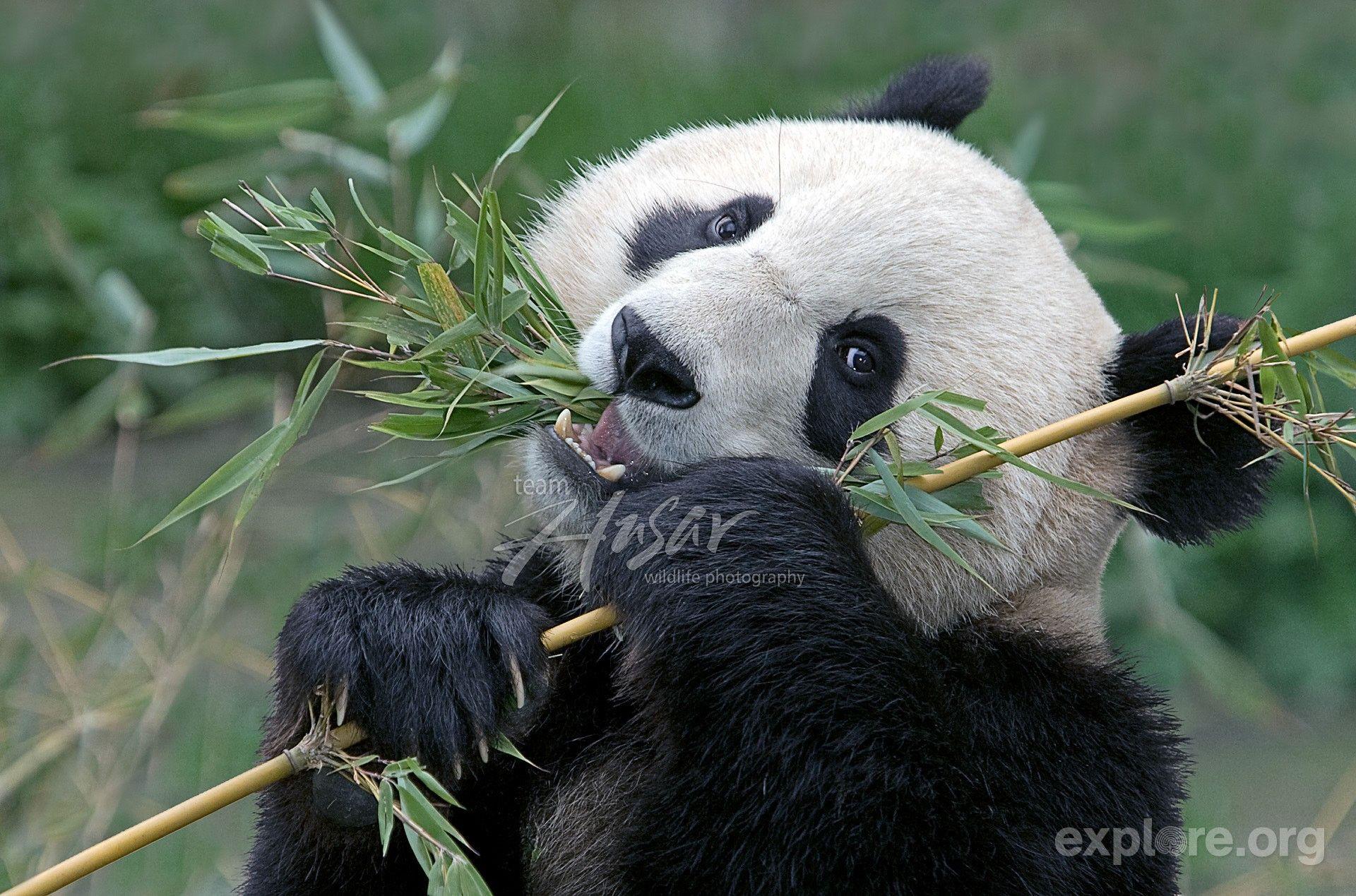 Panda Eating Wallpapers - Top Free Panda Eating Backgrounds ...