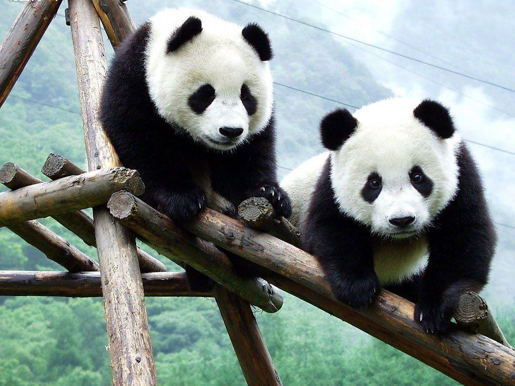 1024x768 Free download panda bear playing panda eating image panda mother and cub [1024x768] for your Desktop, Mobile & Tablet. Explore Baby Panda Bear Wallpaper. Panda Wallpaper for Desktop, Cute