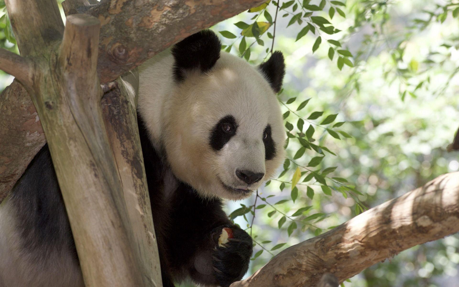 1920x1200 Download wallpaper panda, cute bear cub, panda eating apple, wildlife, China for desktop with resolution 1920x1200. High Quality HD picture wallpaper
