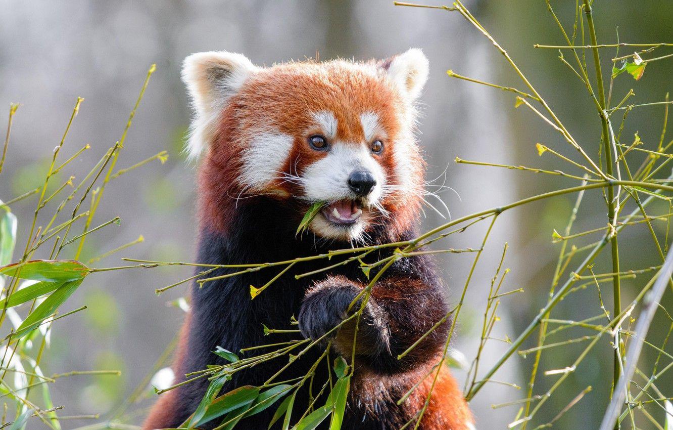 1332x850 Wallpaper animals, leaves, sun, blur, bokeh, bamboo, cute, sunlight, wildlife, eating, red panda, 5k HD background image for desktop, section животные
