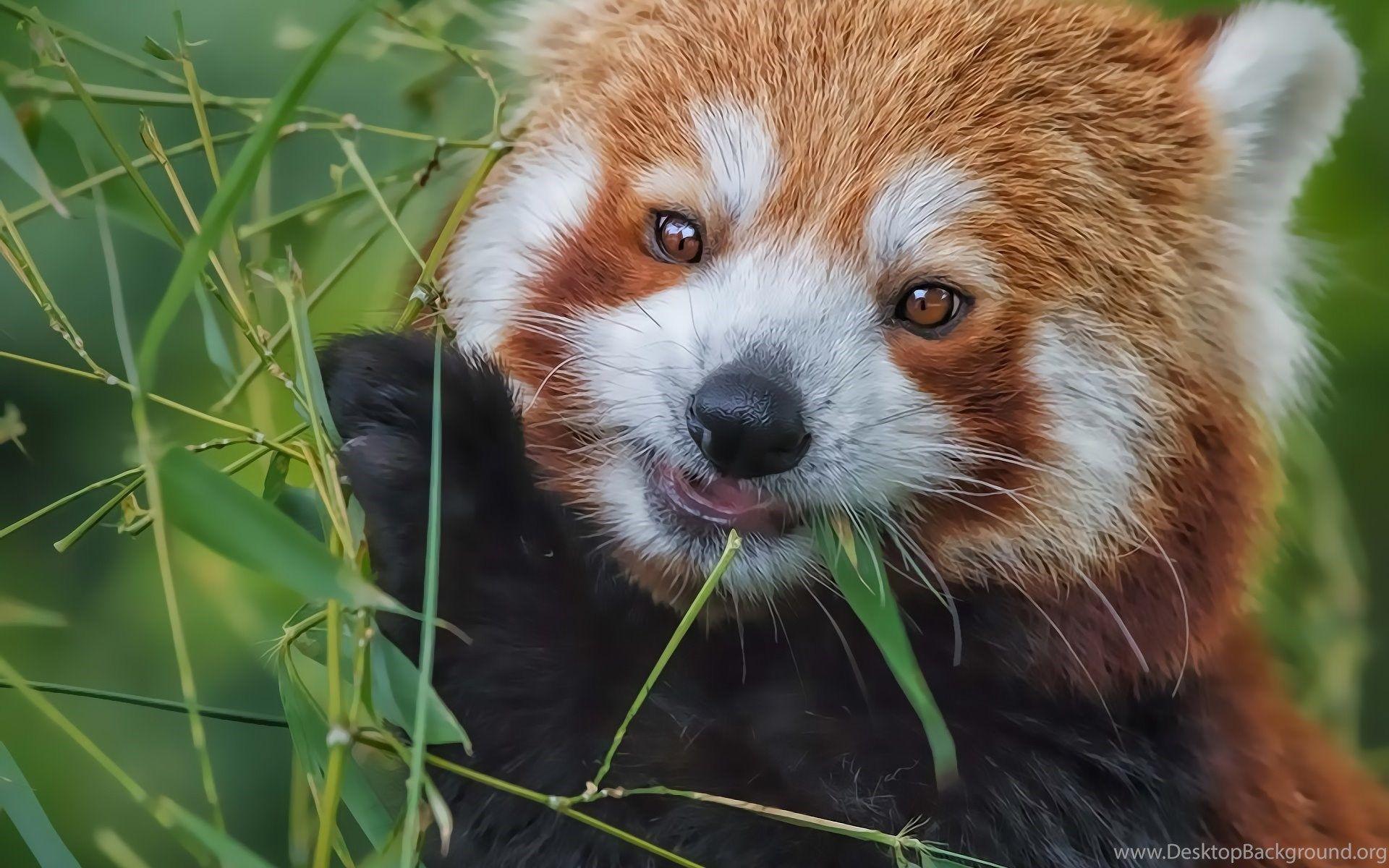 1920x1200 Red Panda Bamboo Eating Wallpaper Desktop Background
