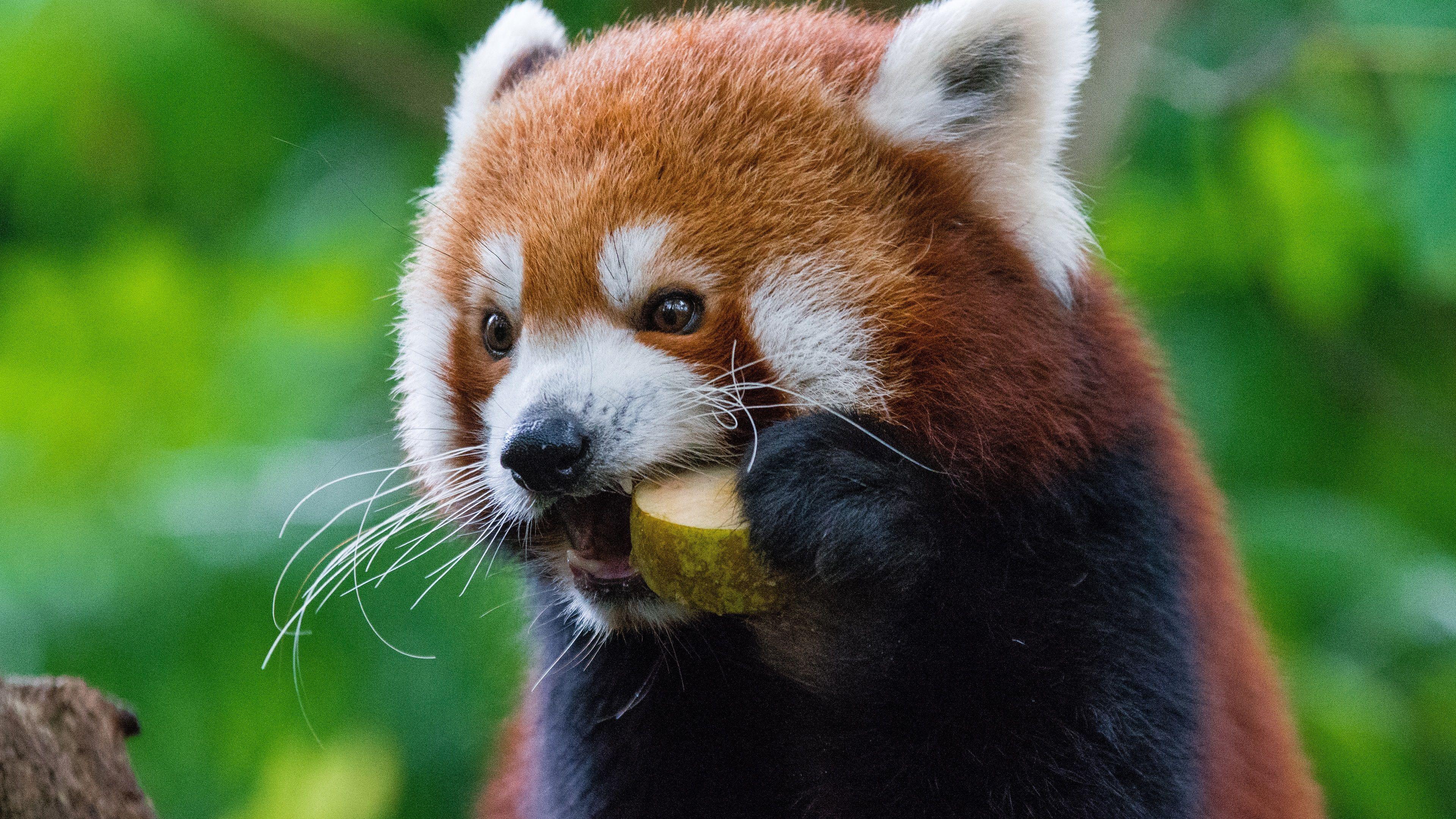 3840x2160 Wallpaper Red panda eat fruit 3840x2160 UHD 4K Picture, Image