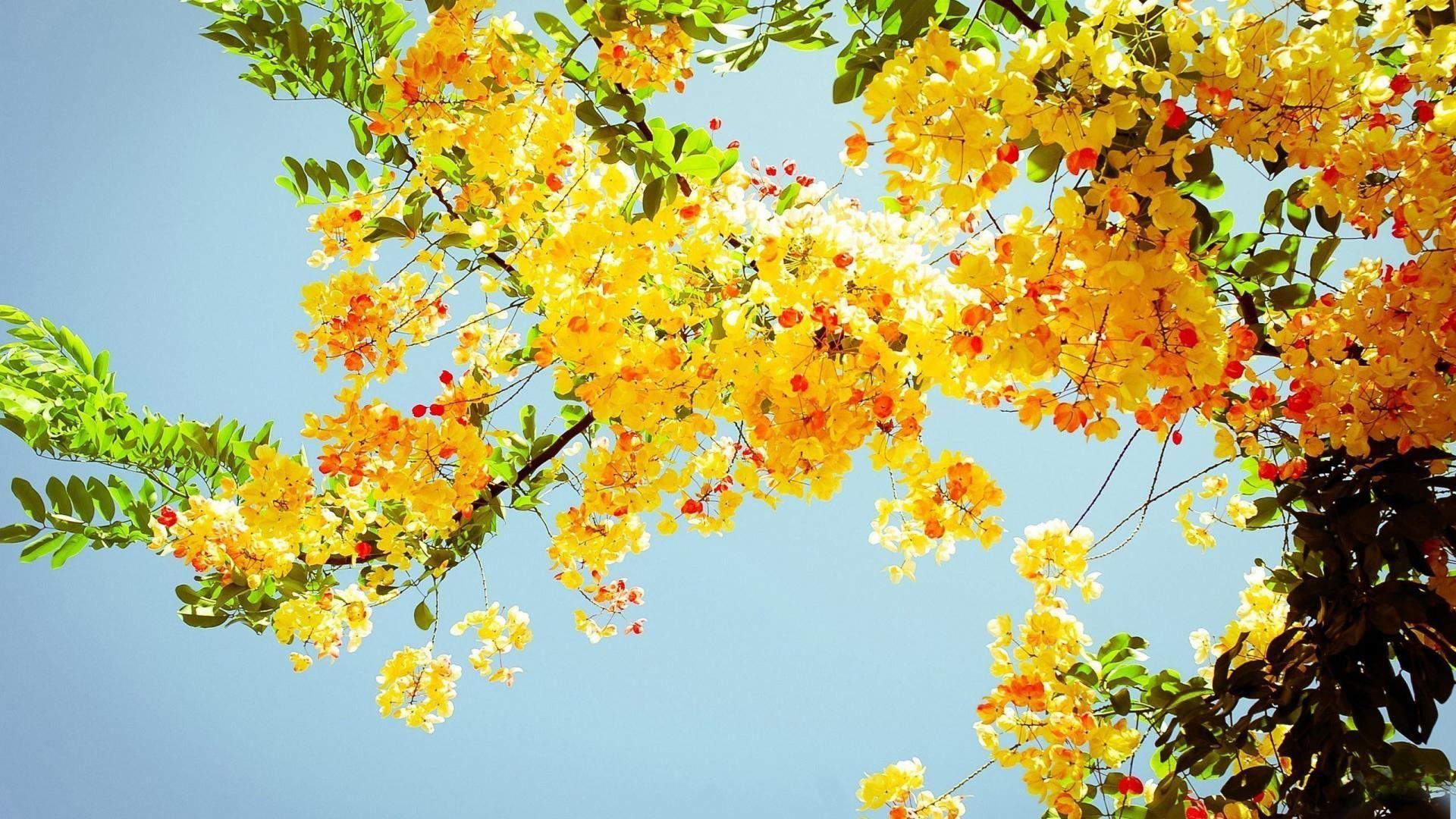 1920x1080 cool Yellow Flowers Sunshine HD In HD. Yellow flower wallpaper, Summer wallpaper, Landscape wallpaper