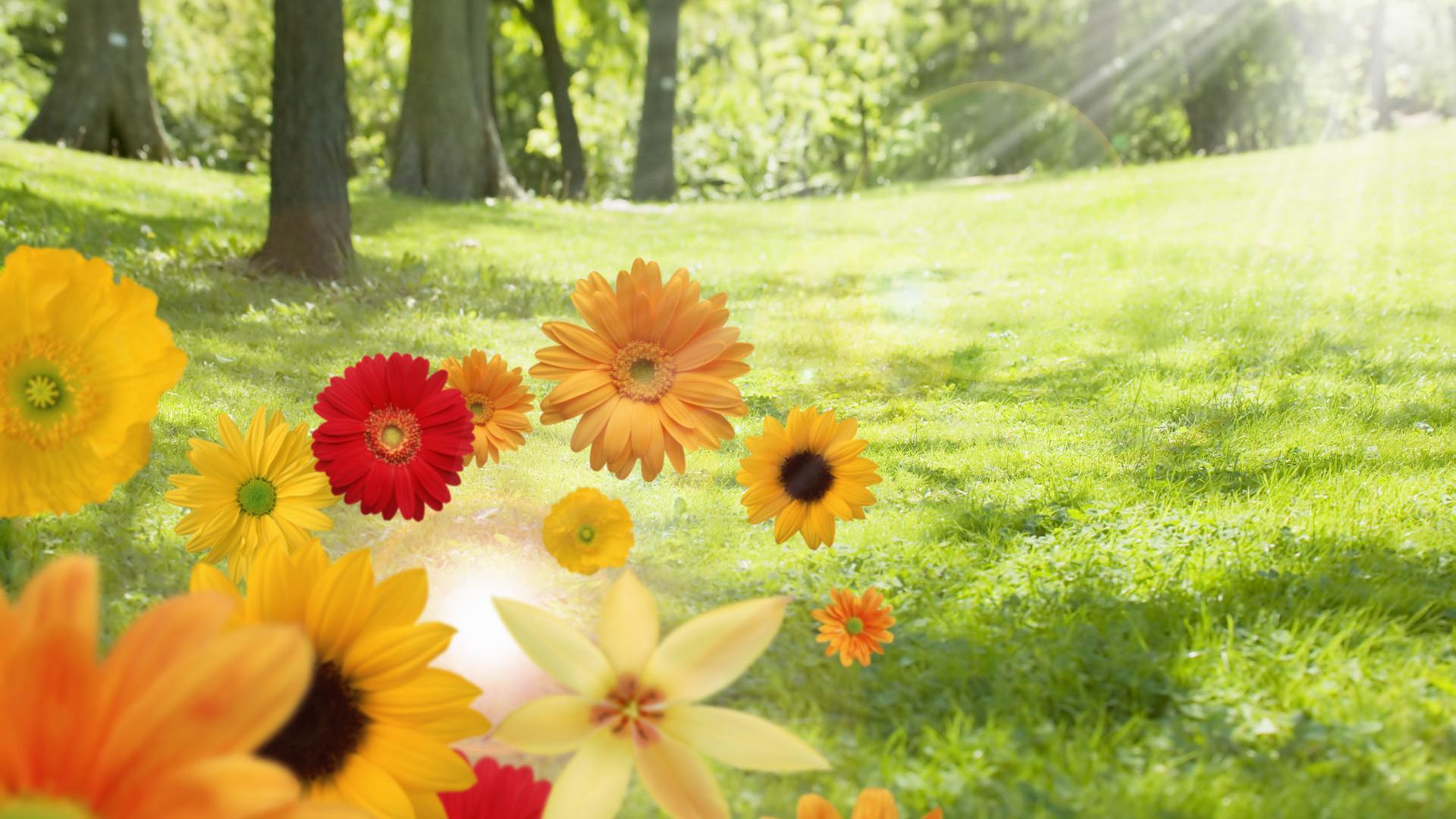 1920x1080 Nature Sunshine Free Wallpaper .