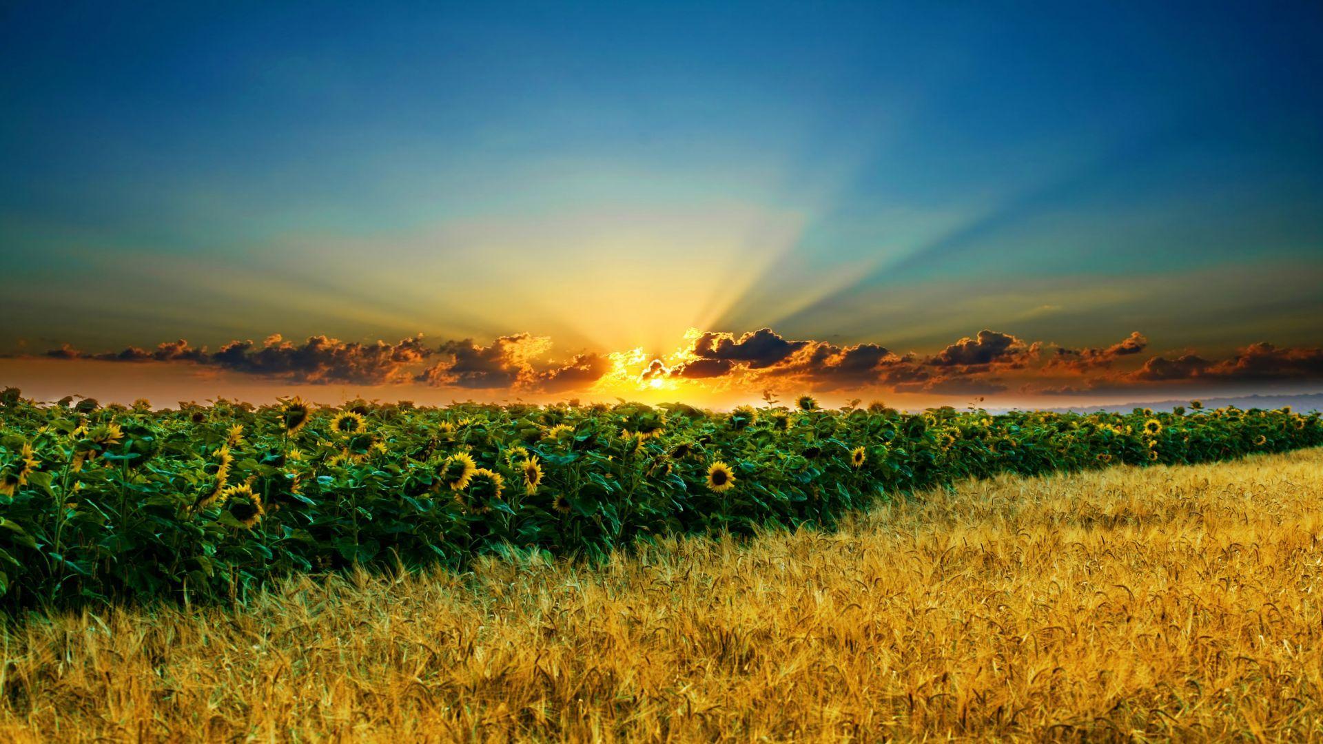 1920x1080 Sunshine Wallpaper for Computer
