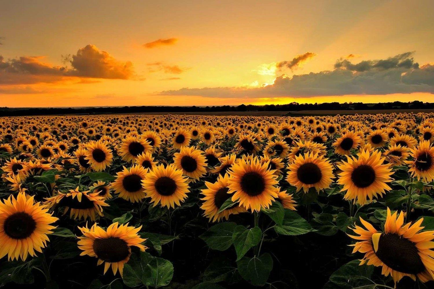 1500x1000 Sunflower wallpaper