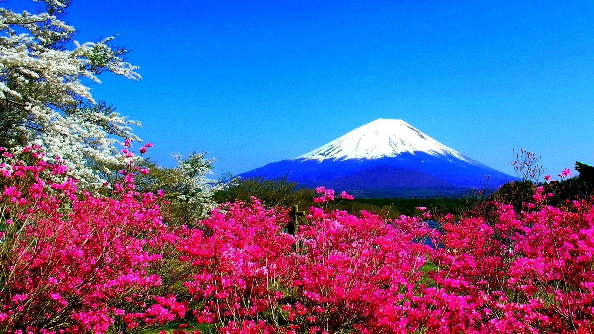 1920x1080 Spring Mountain Flowers Japan Fuji Nature HD Wallpaper 23638