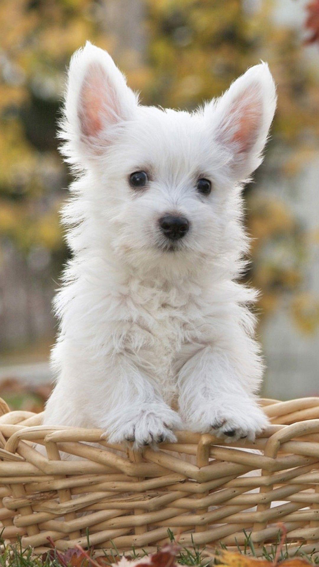 1080x1920 Top Summer Wallpaper Dog Background