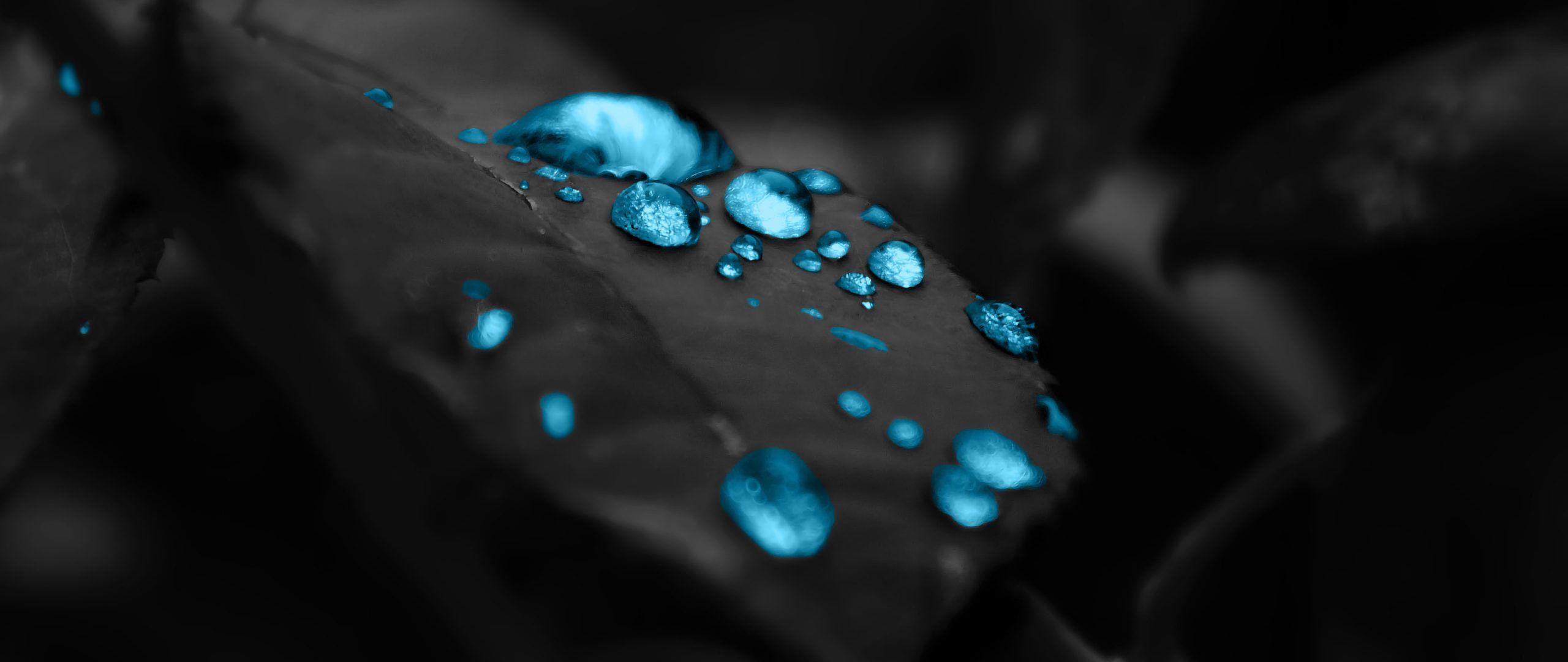 2560x1080 Black Leaves Blue Drops 4K Wallpaper