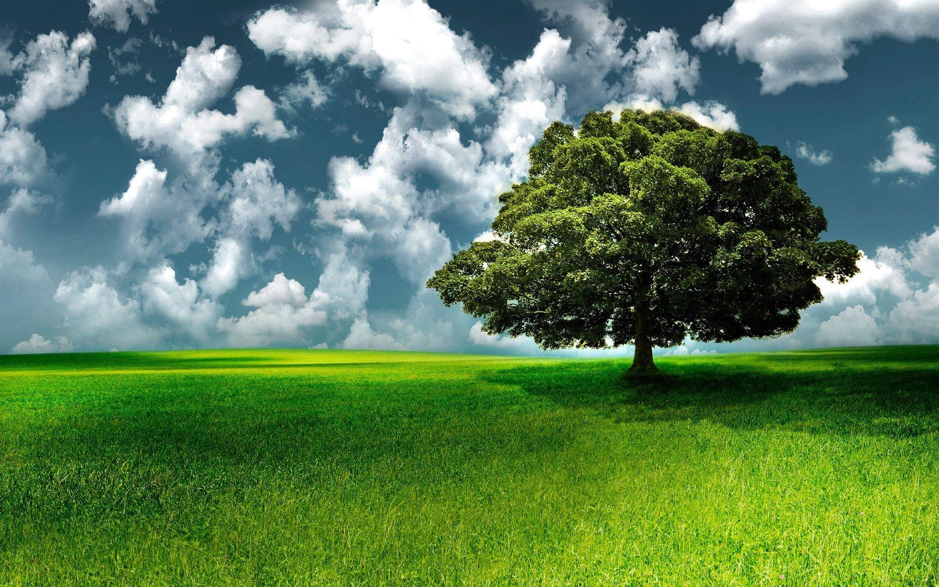 Another Asus Transformer Tree  Live  Live tree HD wallpaper  Pxfuel