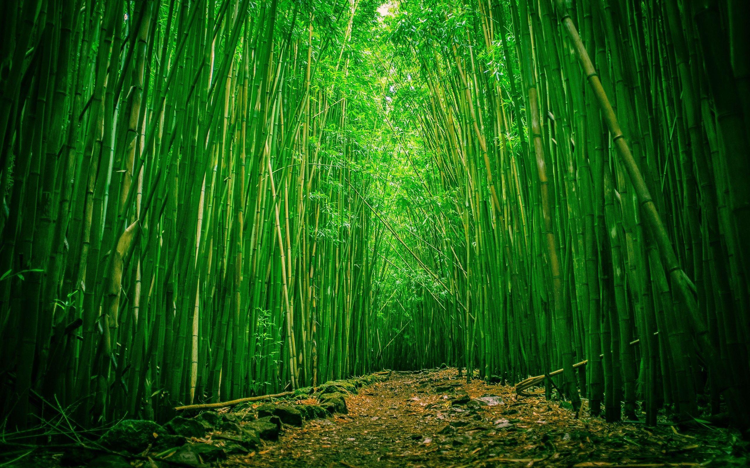 Green Bamboo nature HD phone wallpaper  Peakpx