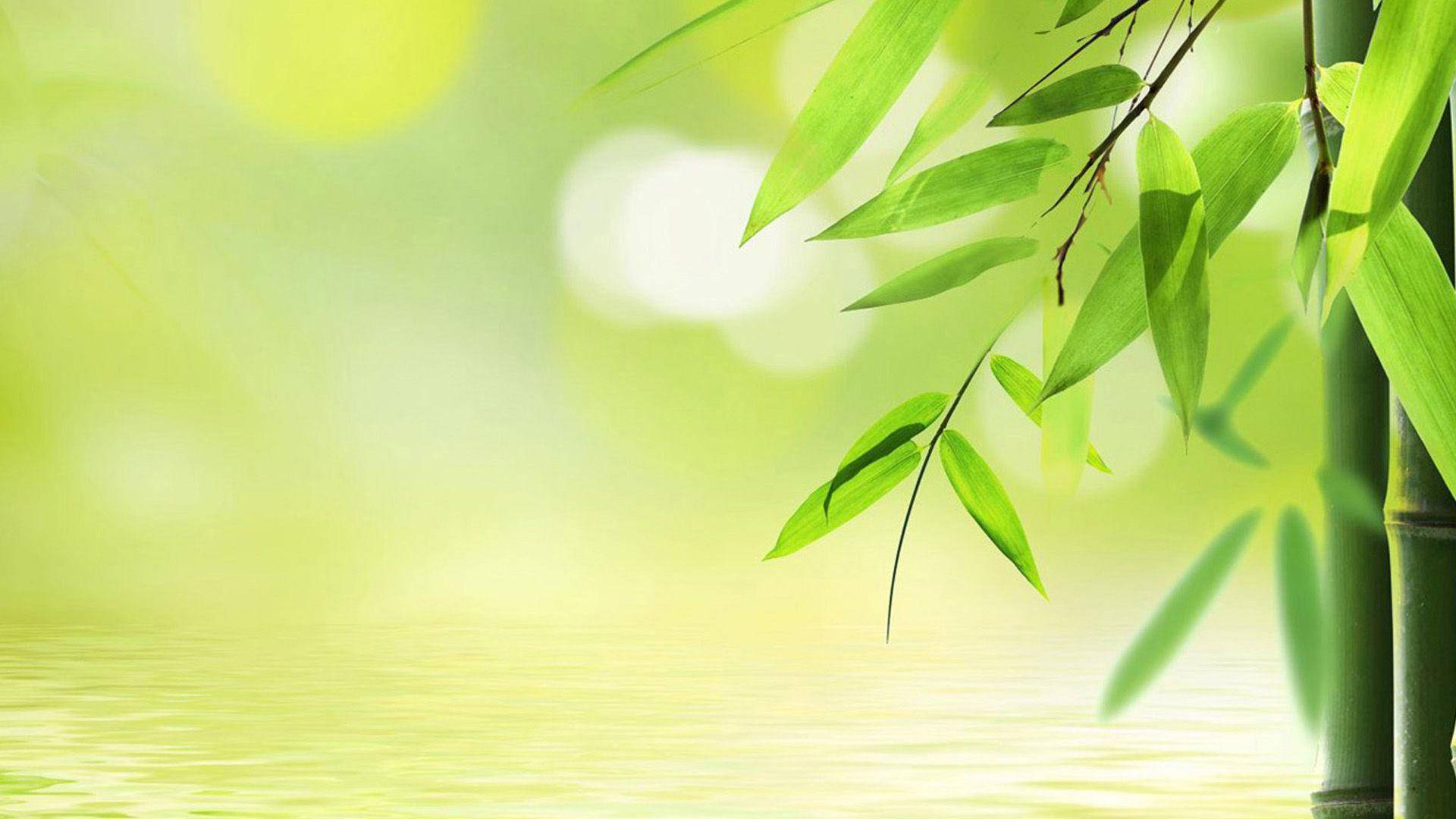 Green Bamboo Wallpapers - Top Free Green Bamboo Backgrounds