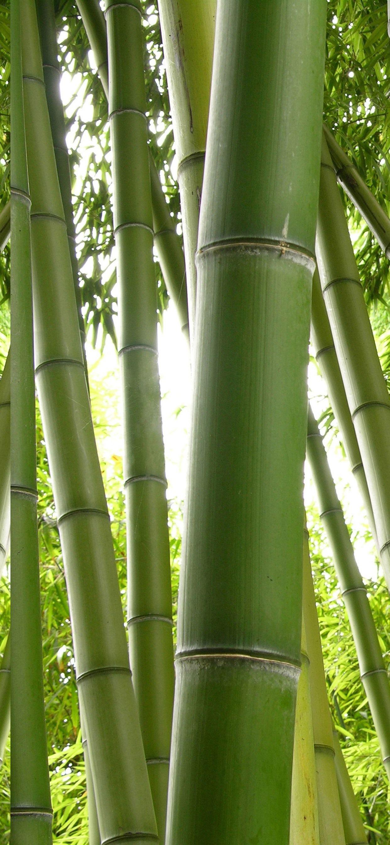 1242x2688 Green Bamboo, Nature 1242x2688 IPhone 11 Pro XS Max Wallpaper, Background, Picture, Image