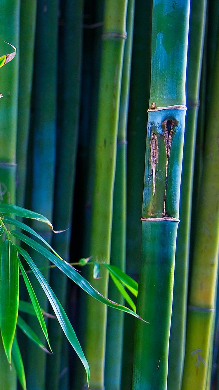 750x1334 Green Bamboo Lines iPhone 6 Wallpaper HD