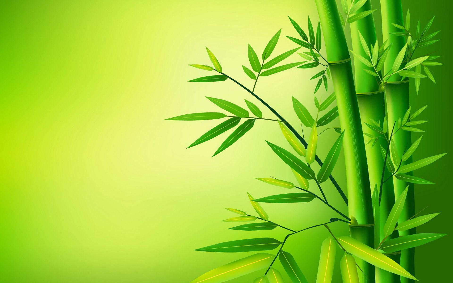 Green Bamboo Wallpapers Top Free Green Bamboo Backgrounds