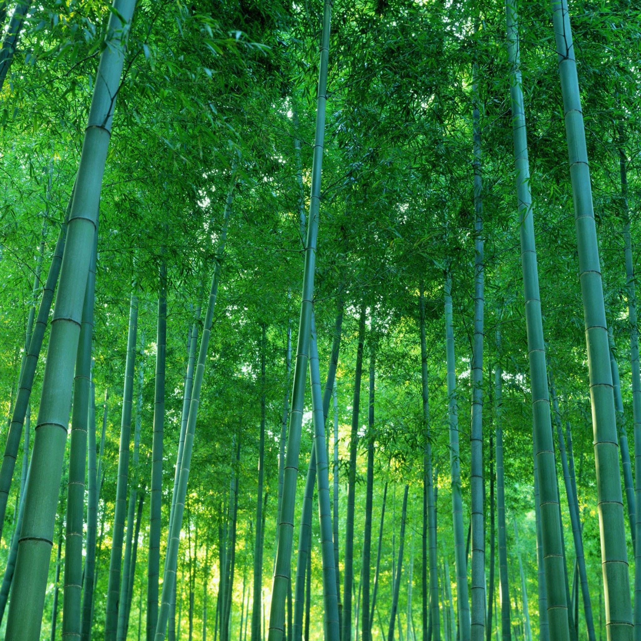 Indian Royals Green bamboo tree Wallpaper - Self-adhesive and waterproof  wallpaper(1000CM X45CM)