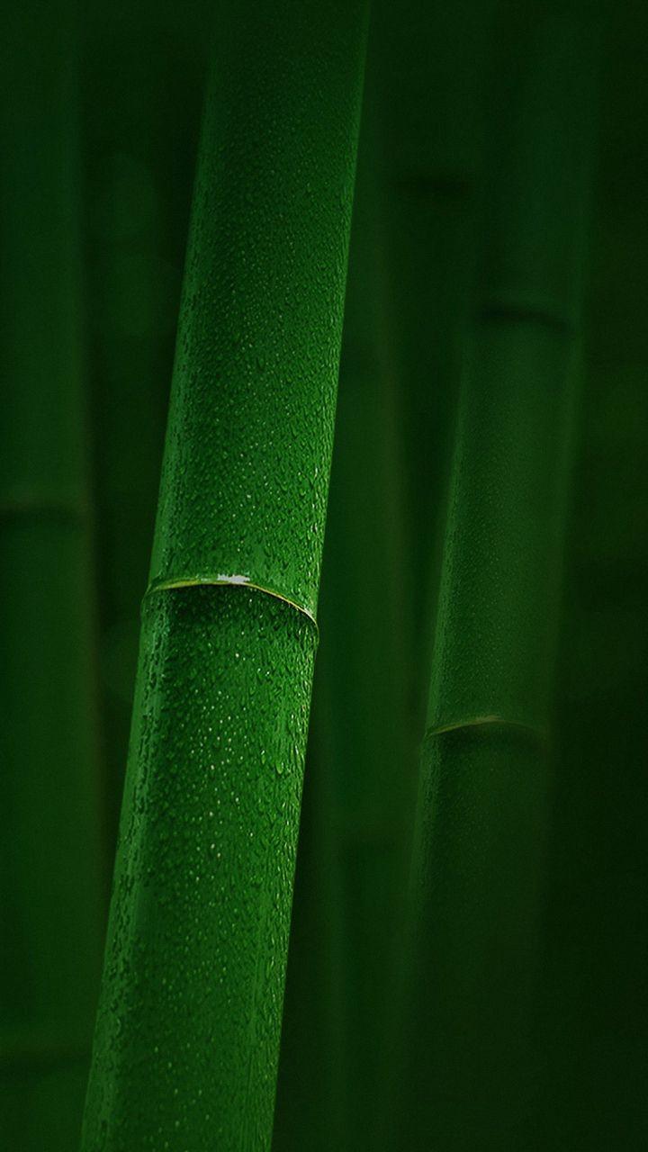 720x1280 Bamboo Wallpaper HD