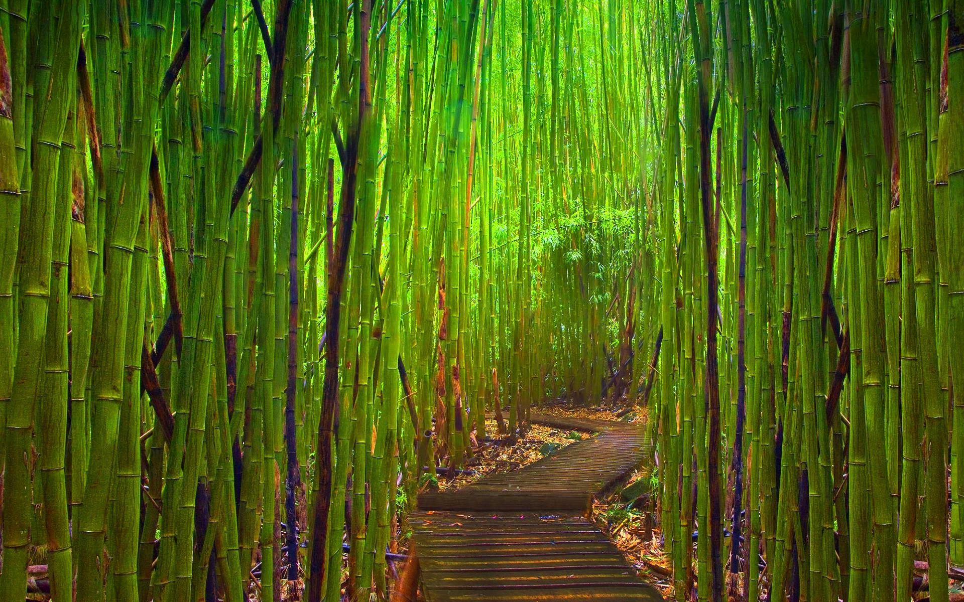 Green Bamboo Wallpapers Top Free Green Bamboo Backgrounds