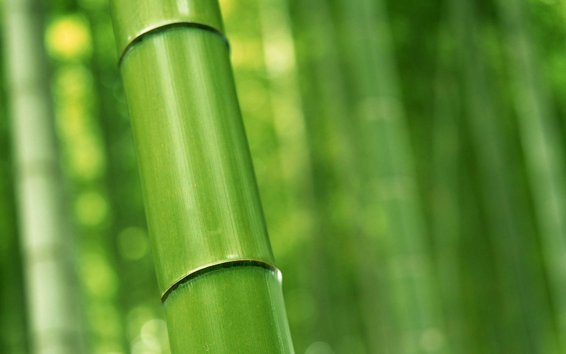 1920x1200 Green bamboo wallpaper albums Wallpaper Download bamboo wallpaper albums Wallpaper Wallpaper Site