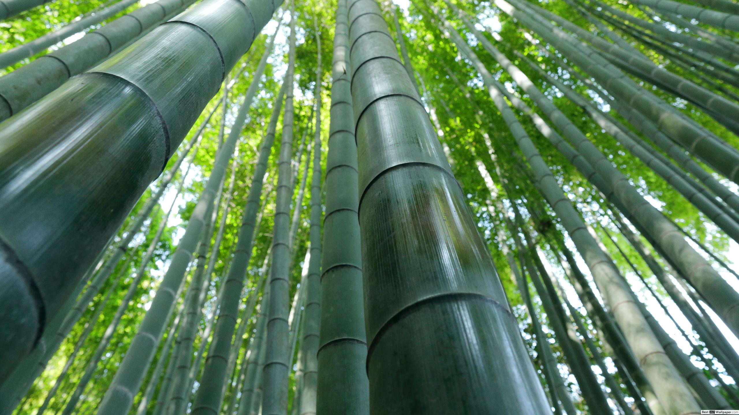 2560x1440 Green Bamboo HD wallpaper download