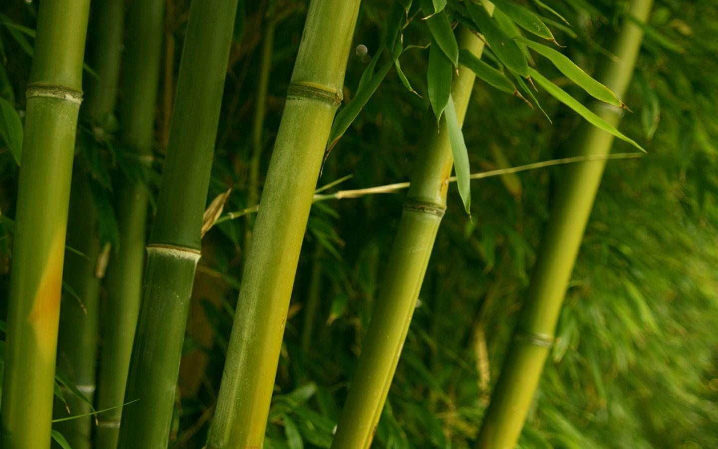 Green Bamboo Wallpapers Top Free Green Bamboo Backgrounds