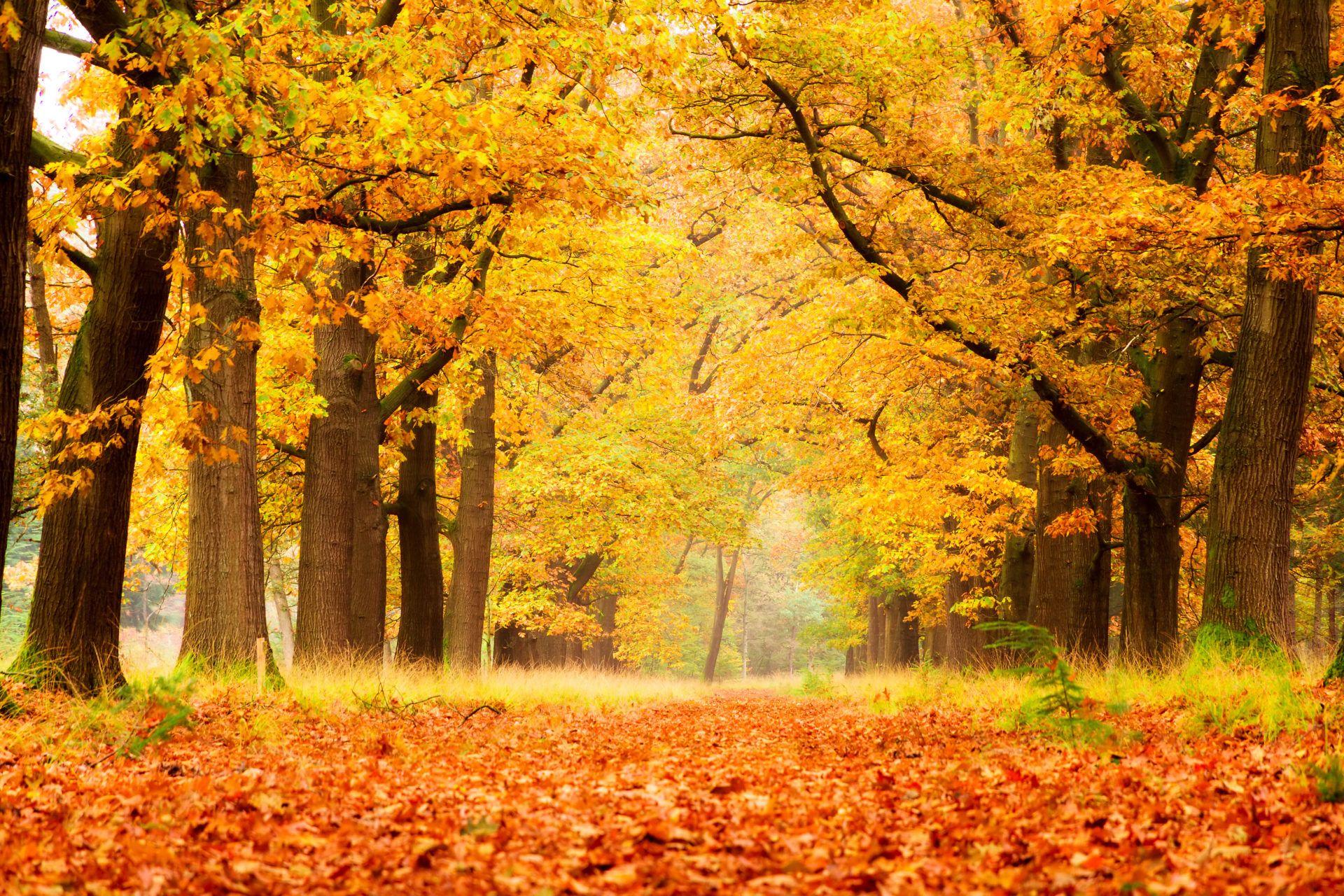 1920x1280 My Autumn Season HD Wallpaper New Tab Theme