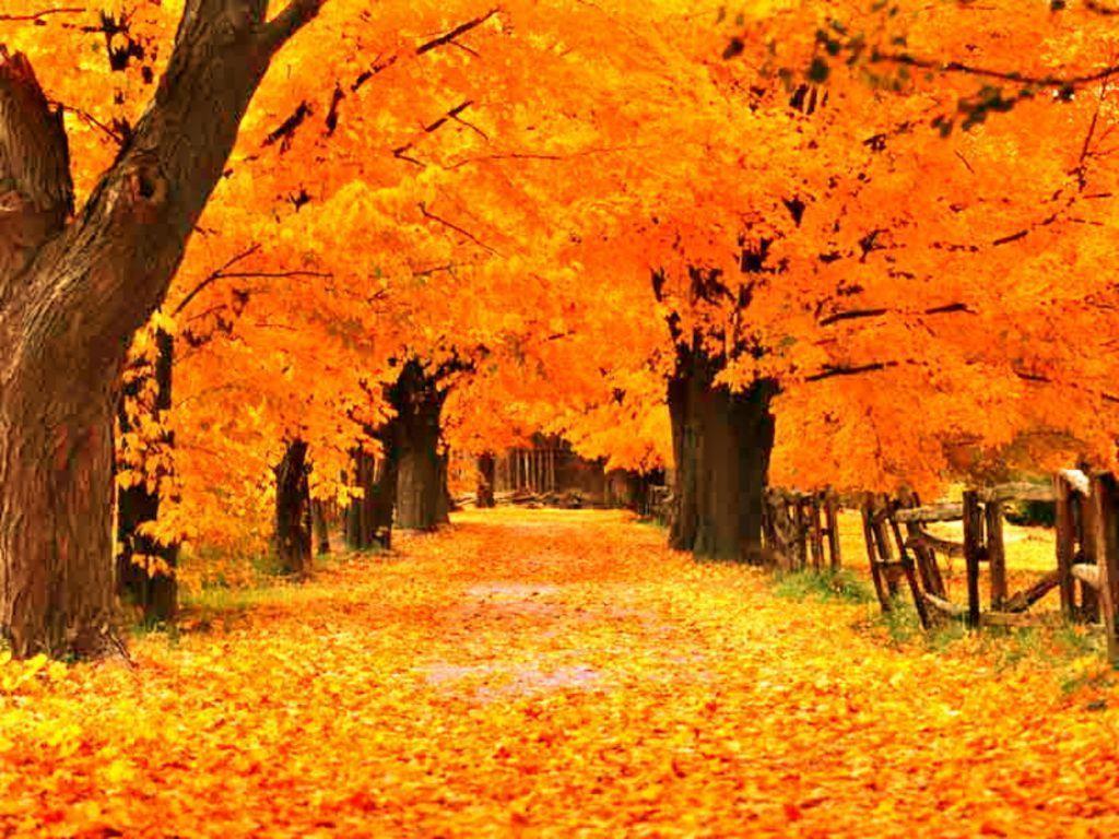 1024x768 Free download Fall Wallpaper [1024x768] for your Desktop, Mobile & Tablet. Explore Autumn Screen Wallpaper. Beautiful Autumn Wallpaper, Home Screen Wallpaper