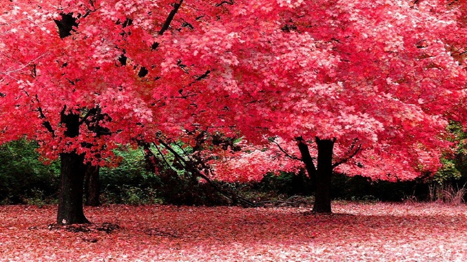 1920x1080 Autumn