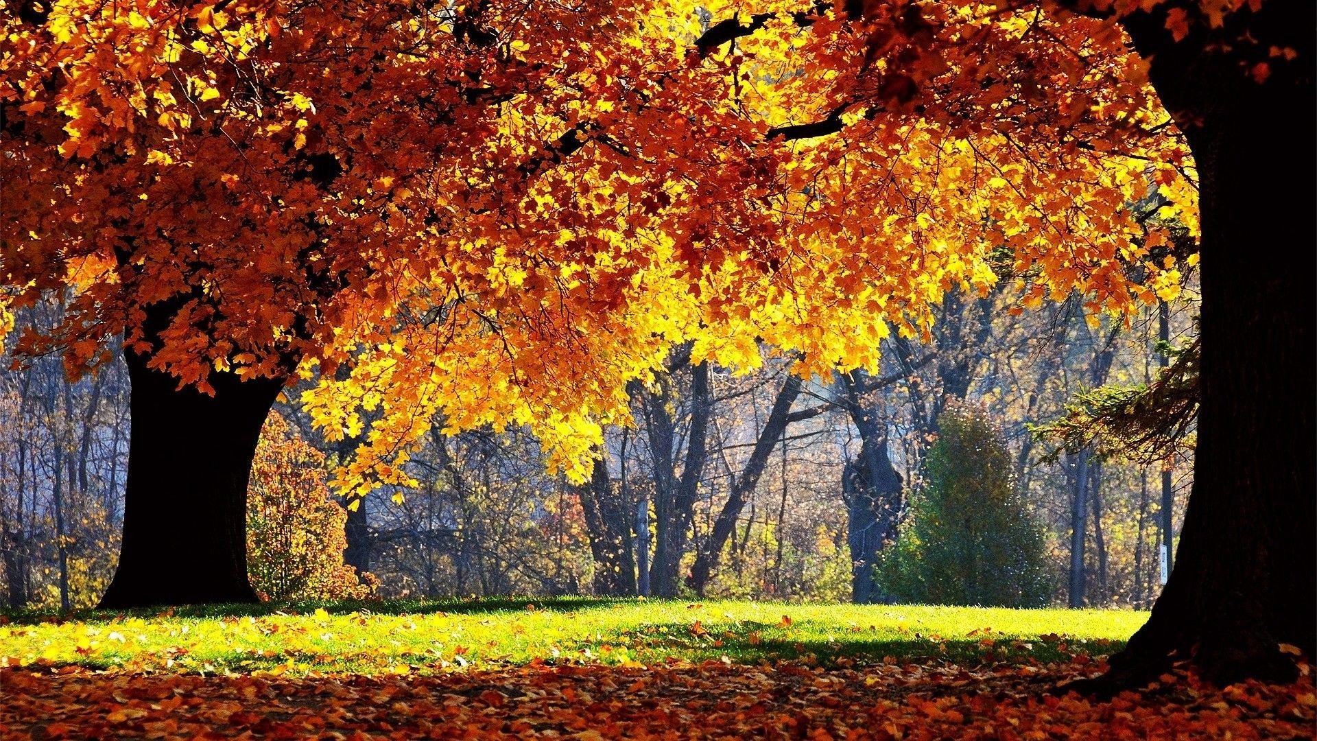 1920x1080 Autumn Tree Wallpaper