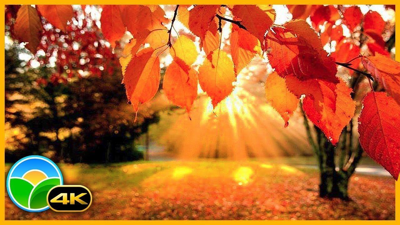 1280x720 4K Autumn Forest & Relaxing Piano Music Fall Leaf Colors in 4K UHD
