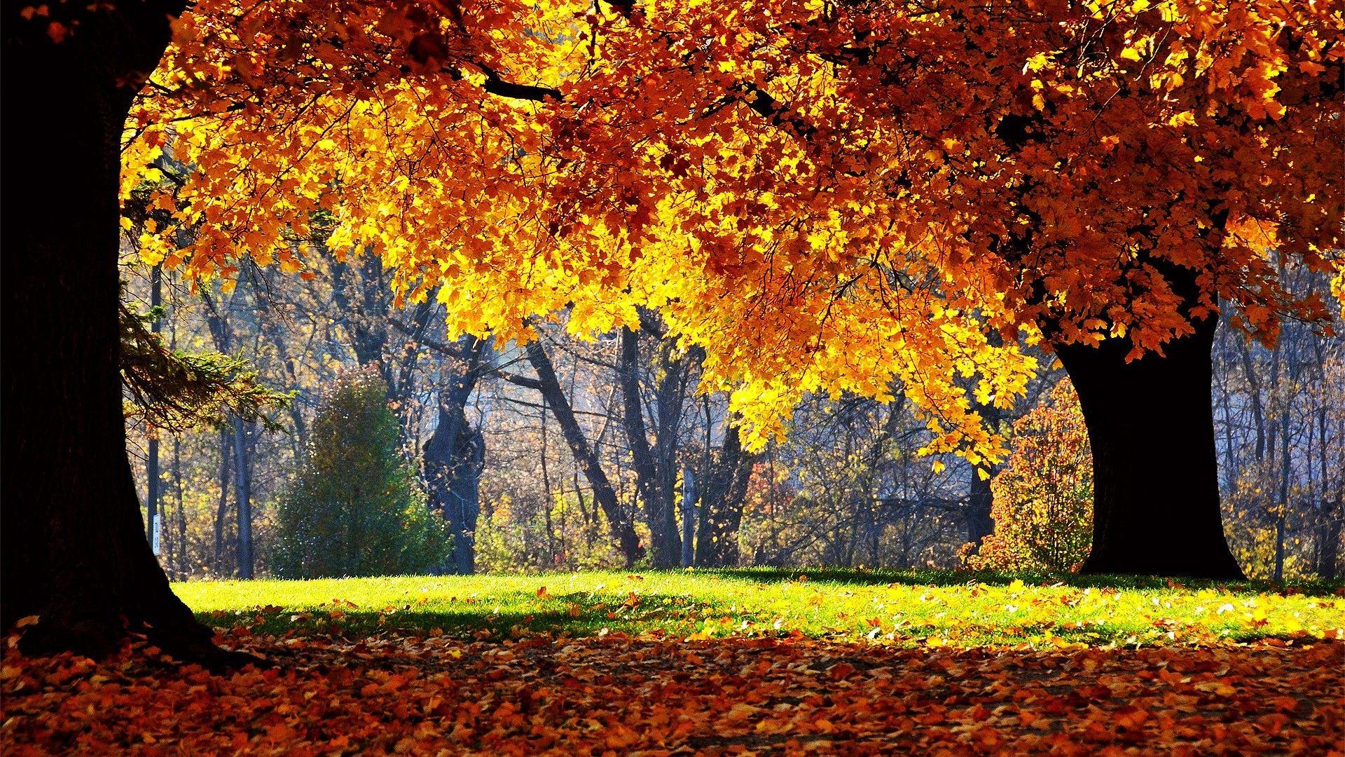 Relaxing Autumn Day Wallpapers Top Free Relaxing Autumn Day Backgrounds Wallpaperaccess 4004
