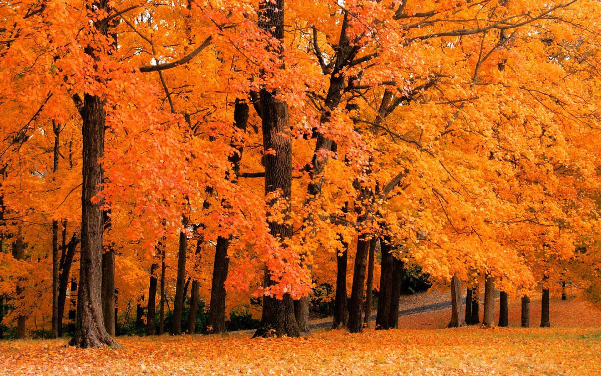 1920x1200 Wallpaper Full HD Autumn Season