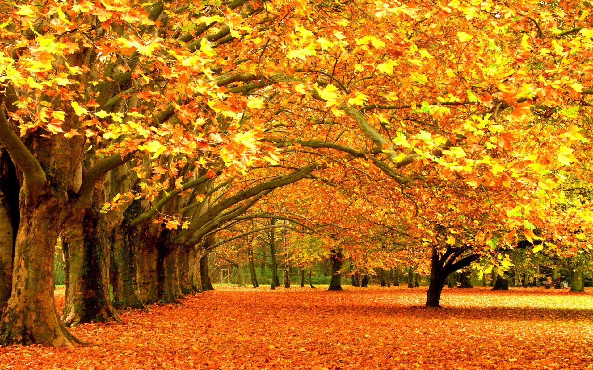 1920x1200 Background Fall