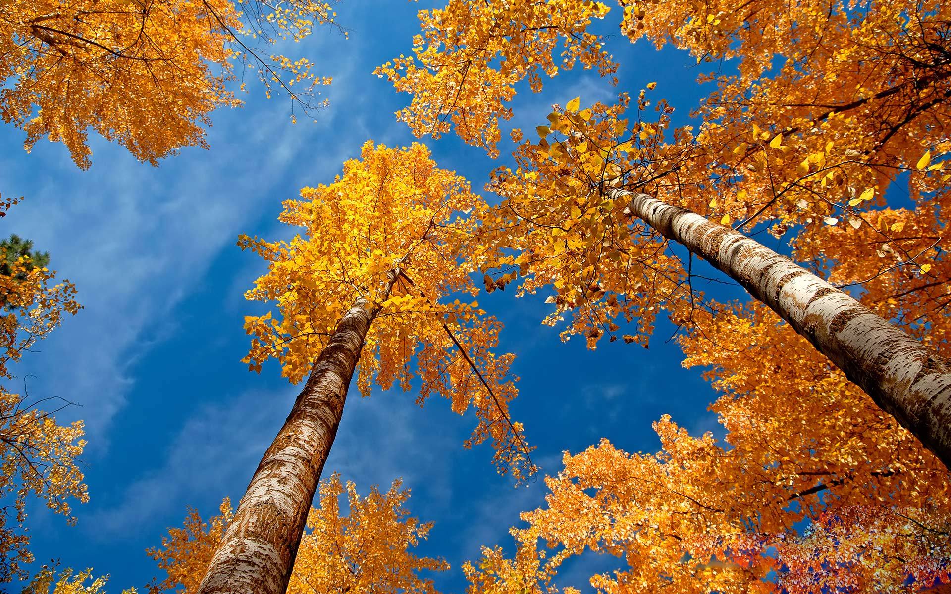 1920x1200 Autumn, Season HD Wallpaper & Background • 2862 • Wallur