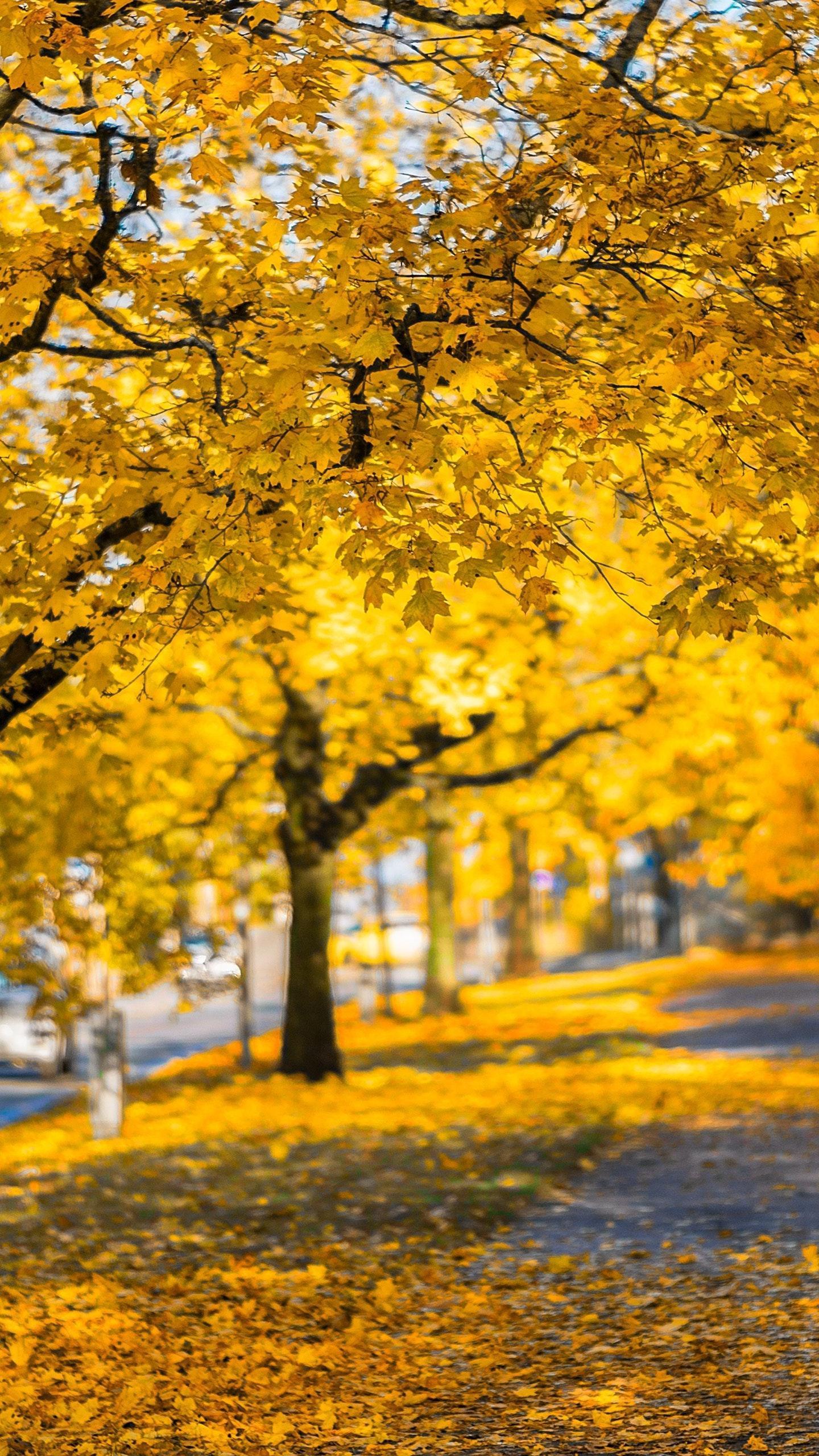 1440x2560 J J J J J7 Prime Samsung Autumn Wallpaper for Android