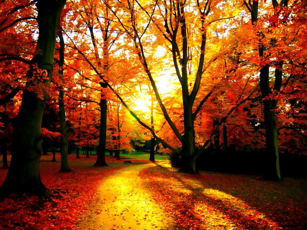 Autumn Season HD Wallpapers - Top Free Autumn Season HD Backgrounds ...