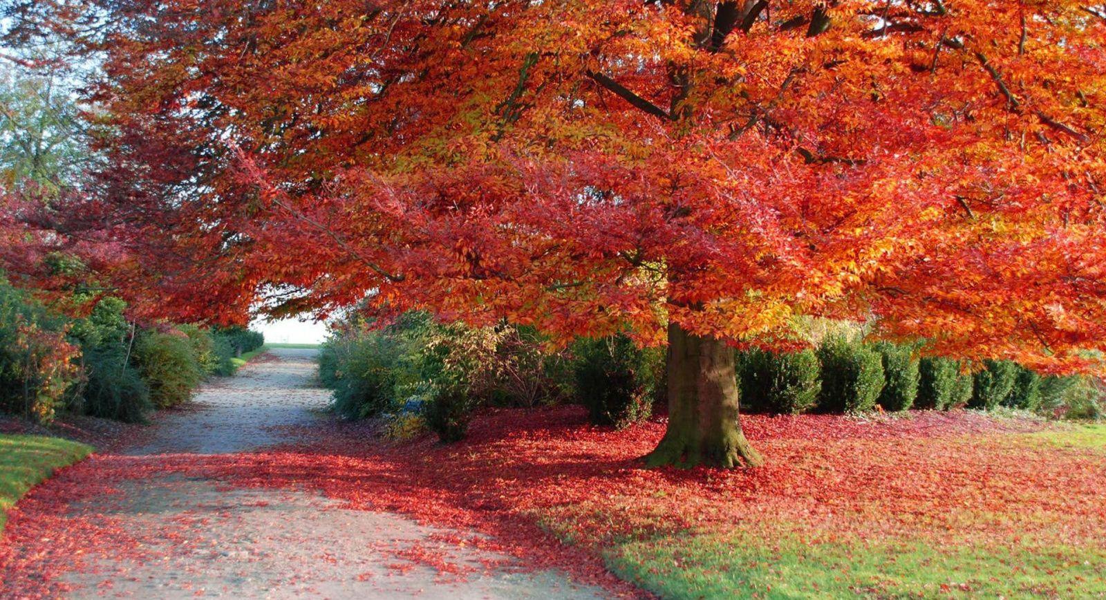 1600x868 Autumn & Fall Season HD Wallpaper For Download Wallpaper For Pc HD Wallpaper