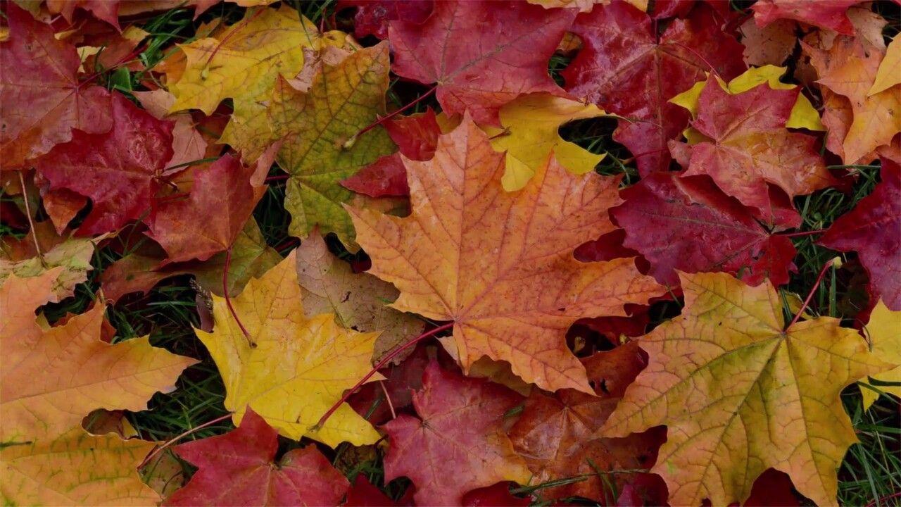 1280x720 The Most Affordable Destinations for a Fall Getaway. Travel + Leisure