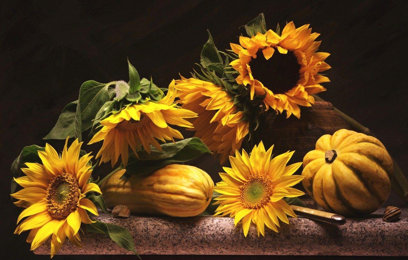 Sunflower Pumpkin Wallpapers - Top Free Sunflower Pumpkin Backgrounds