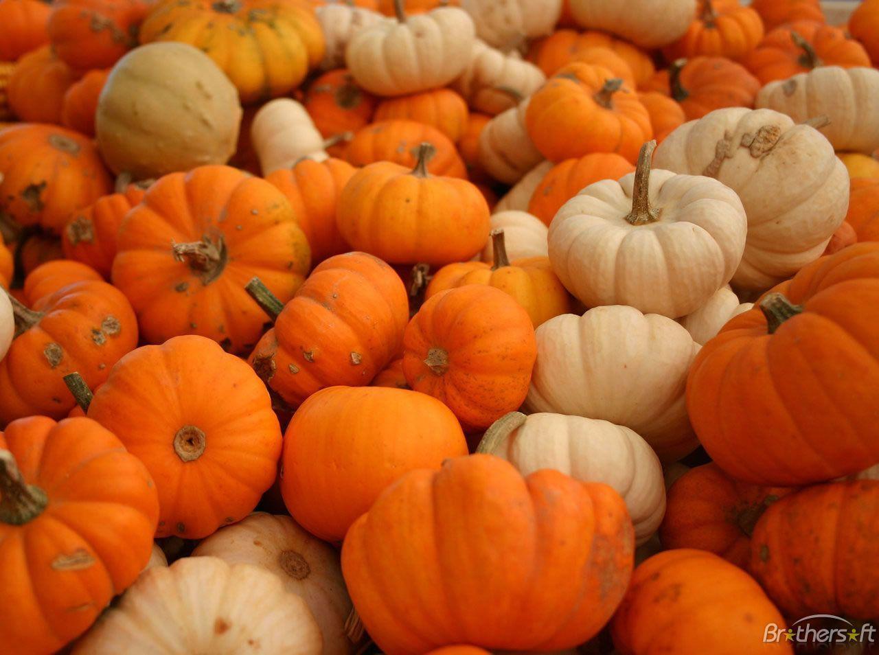 1280x954 Pumpkins Wallpaper For Desktop