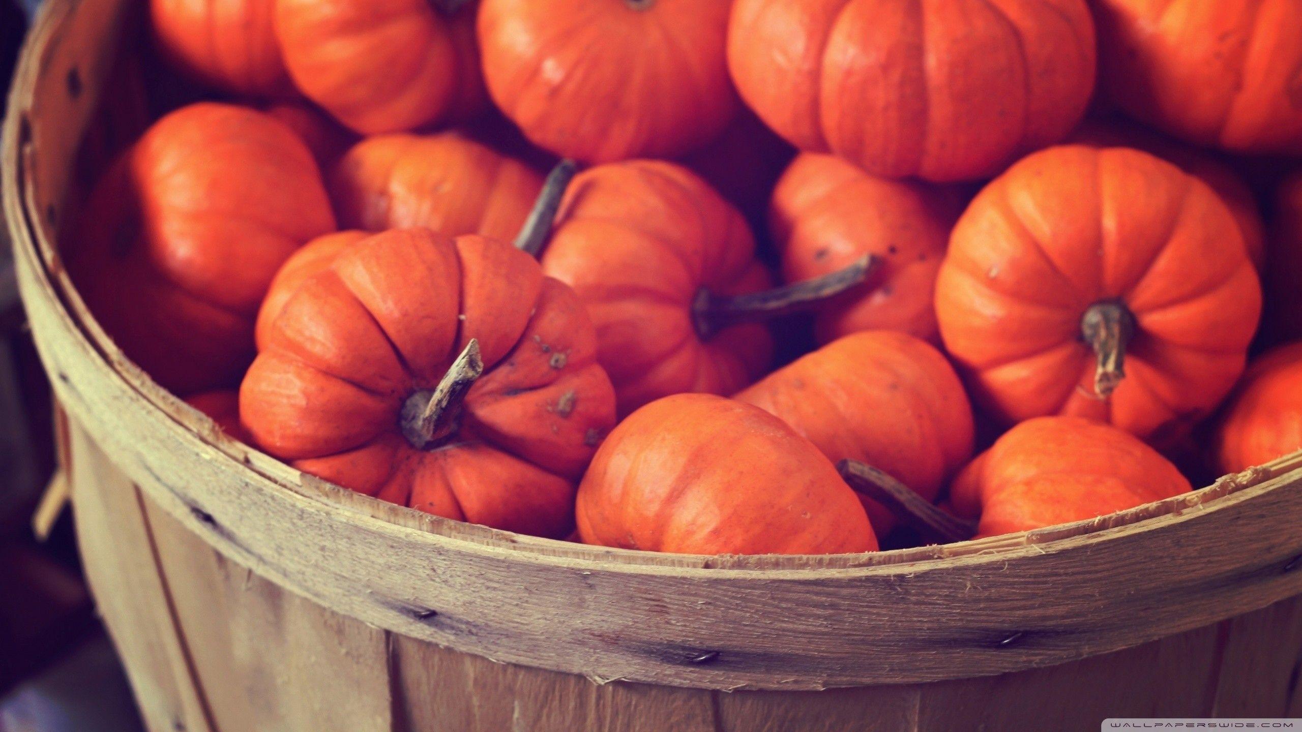 2560x1440 Autumn Pumpkins Wallpaper